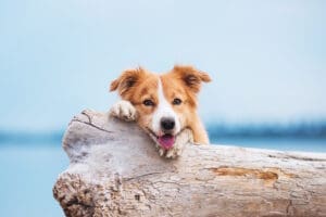 Red border collie running on a beach.