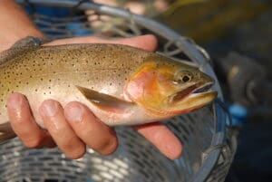 Cutthroat Trout